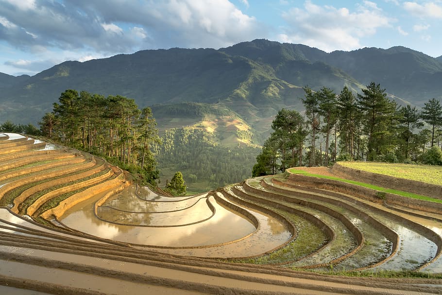 season, pour water, transplanted rice, minority, field, terraces, HD wallpaper