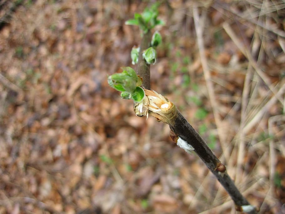 Branch, Broken, Nature, Leaf, Plant, natural, botanical, organic HD wallpaper