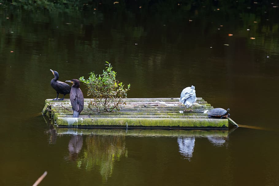 animals, lake, turtle, cormorant, seagull, water, bird, nature HD wallpaper