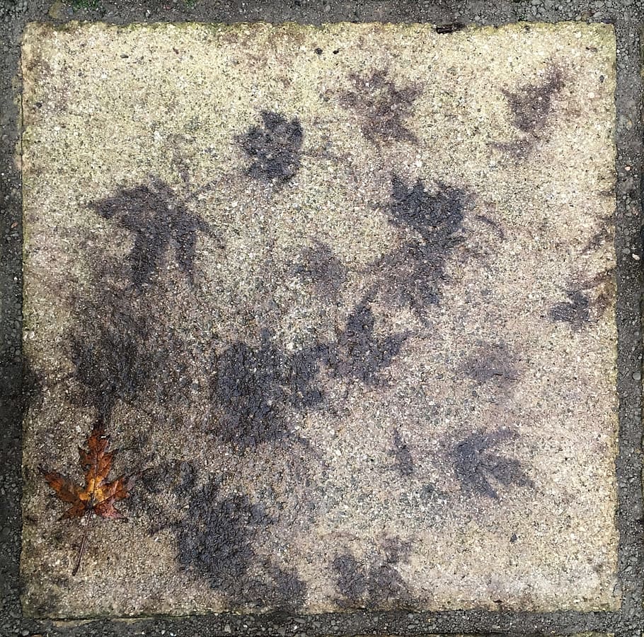 Paving, Leaf, Autumn, Leaves, Fall, pavement, paved, stone HD wallpaper