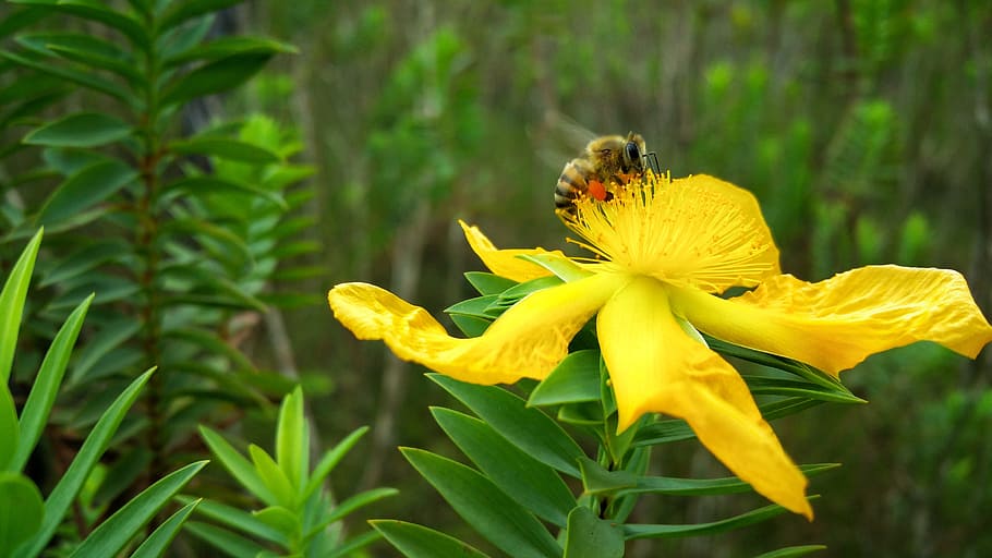 flower, bee, nectar, belize, summer, flowering plant, animal themes HD wallpaper