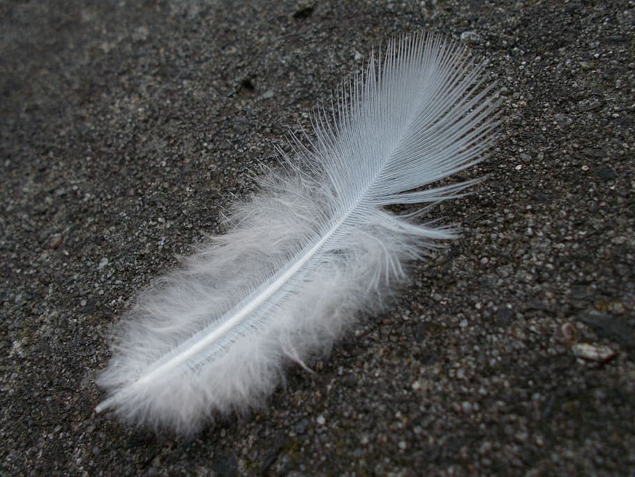 white feather on sand surface, bird, lightweight, softness HD wallpaper