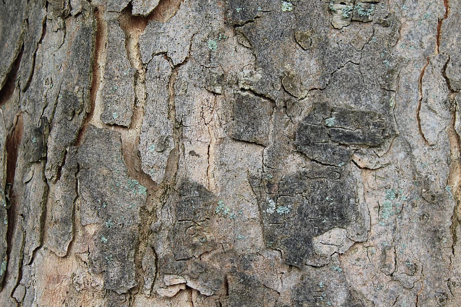 tree bark, log, texture, structure, wood, tree trunk, no people HD wallpaper
