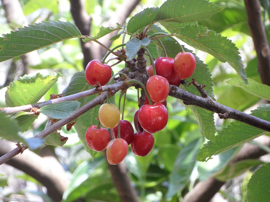 Cherries, Immature, Cherry, white cheeks, fruits, tree, food and drink HD wallpaper