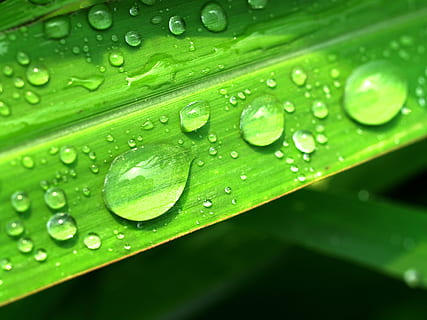 water, drops, leaf, grass, green, dew, rain, closeup, life HD wallpaper