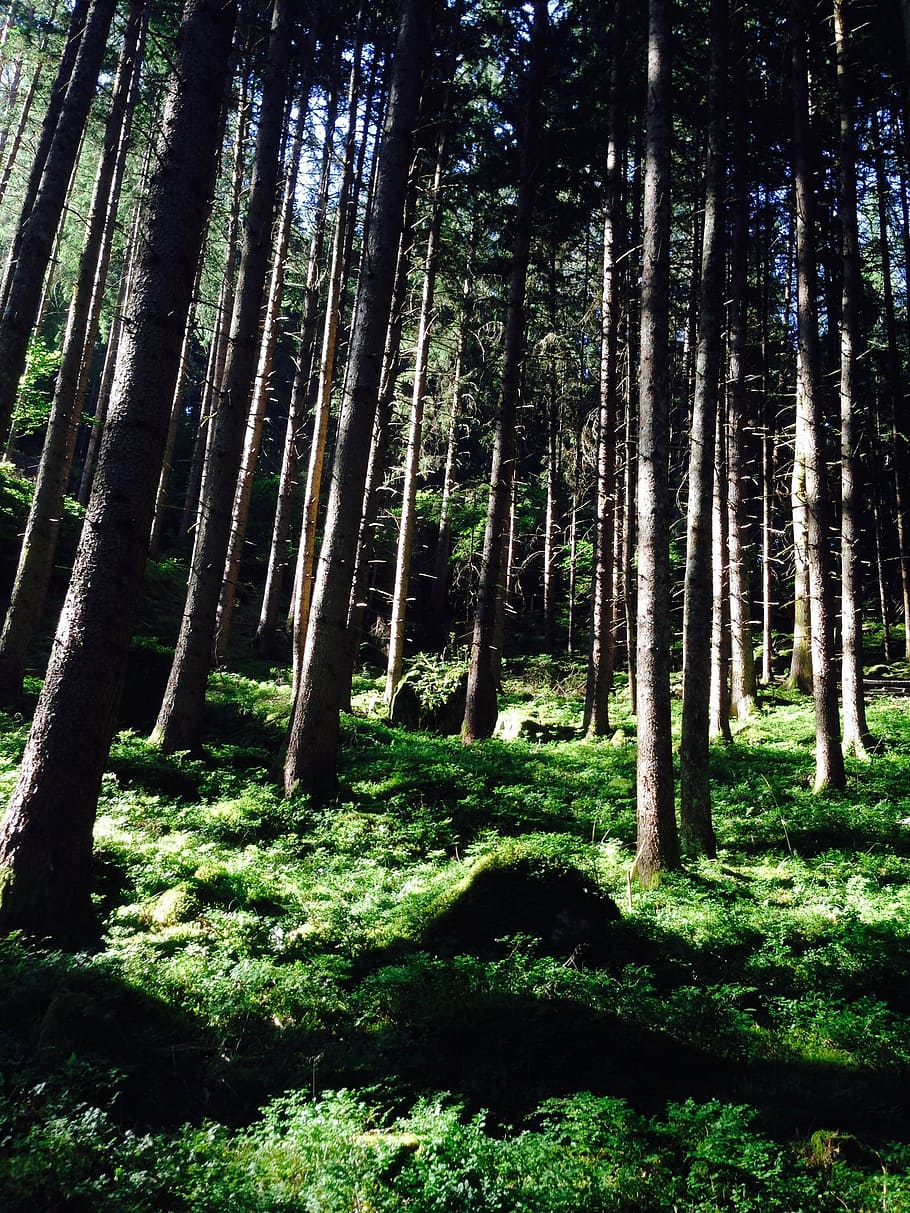 forest, sun, flooded, large, trees, green, art, wild, desert HD wallpaper