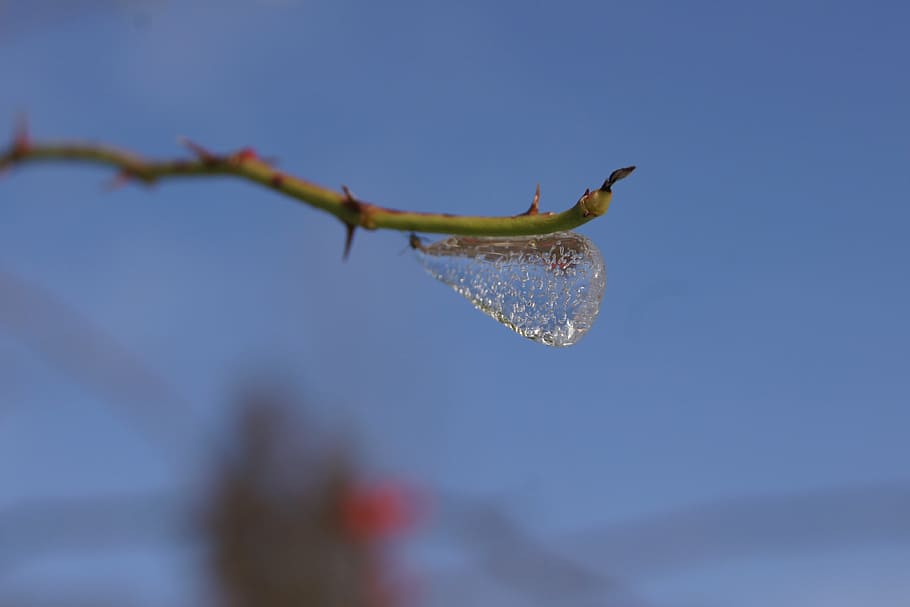 ice, branch, cold, nature, sky, close-up, one animal, blue HD wallpaper