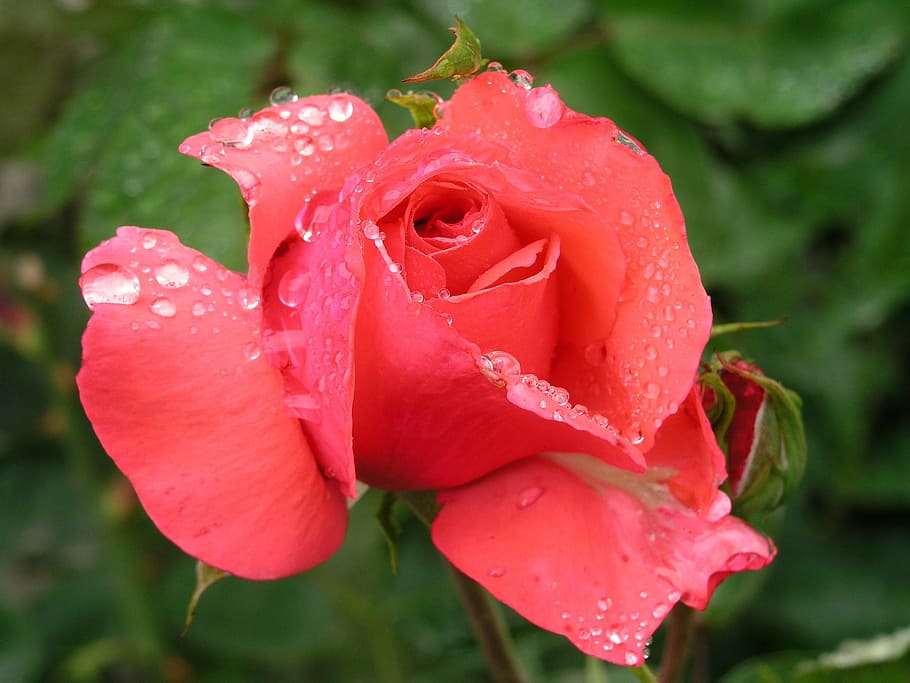 Flower, Rose, Red, Bloom, Fresh, water drops, dew, macro, nature HD wallpaper