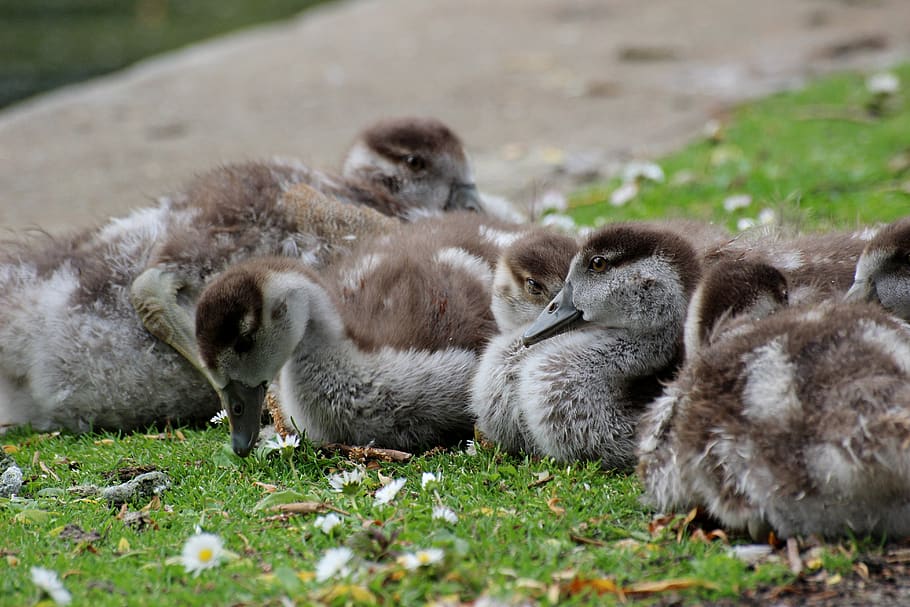 animals, ducks, young, herd, animal themes, group of animals HD wallpaper