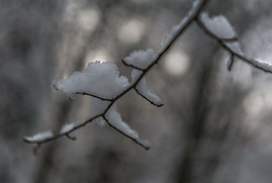 branch, snow, winter, tree, cold, snowy, forest, icy, branches HD wallpaper