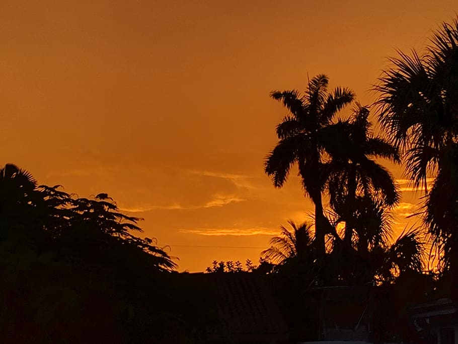 Sunset, Exotic, Florida, Palm, palm tree, silhouette, no people HD wallpaper