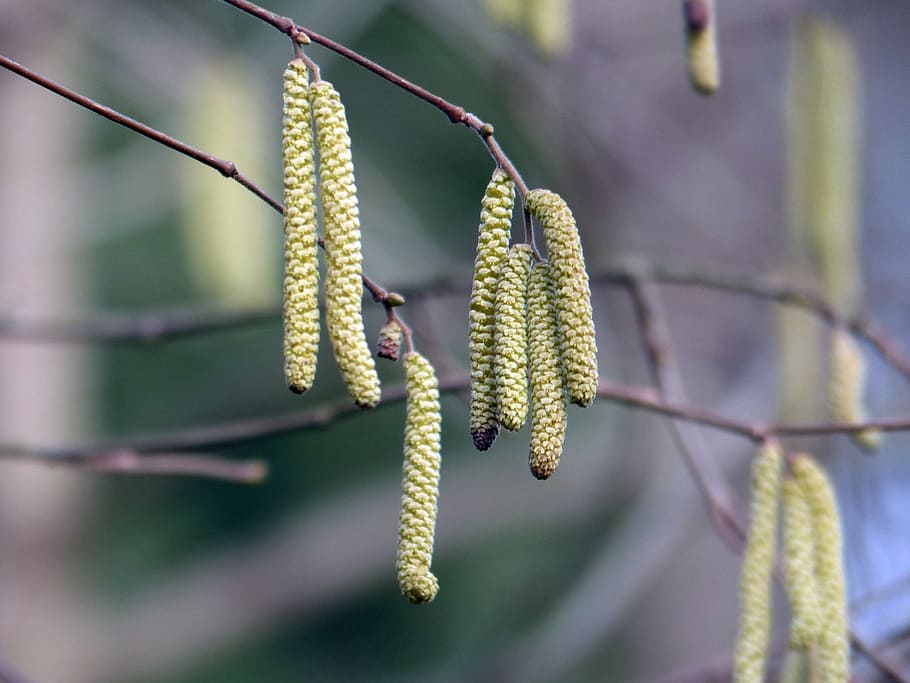 tree, birch, birch catkins, forest, meadow, branches, spring HD wallpaper