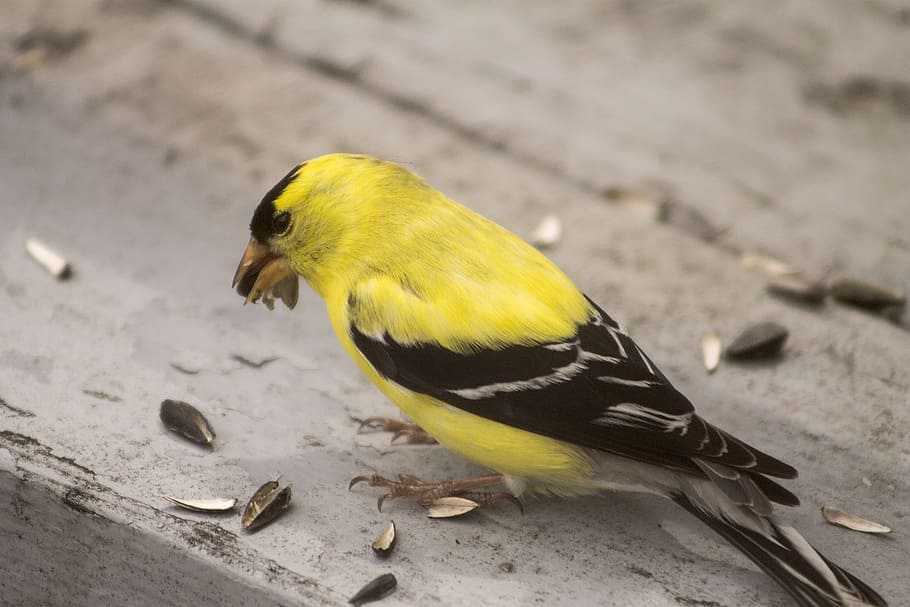 goldfinch, bird, yellow, canada, quebec, animal wildlife, vertebrate HD wallpaper