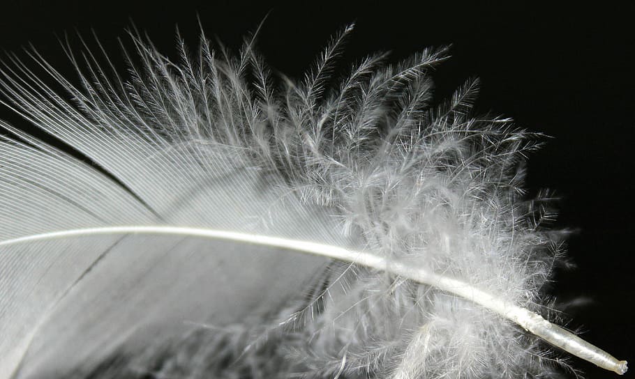 HD wallpaper: Spring, Feather, Fluff, White, Fluffy, feather fluff ...