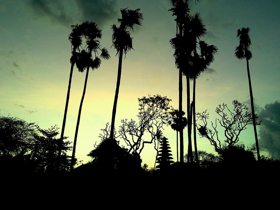 bali, saba beach, palm tree, silhouette, sky, plant, tropical climate HD wallpaper