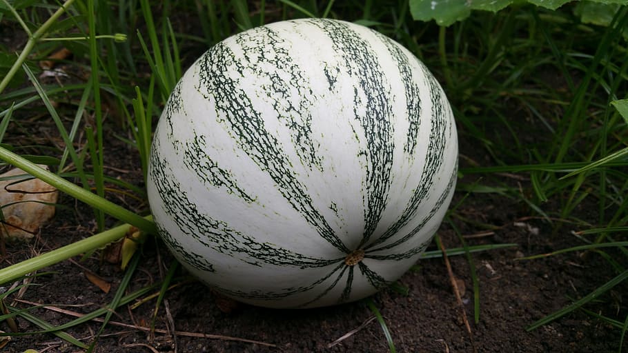 green pumpkin, squash, fruit, round, no people, close-up, grass HD wallpaper