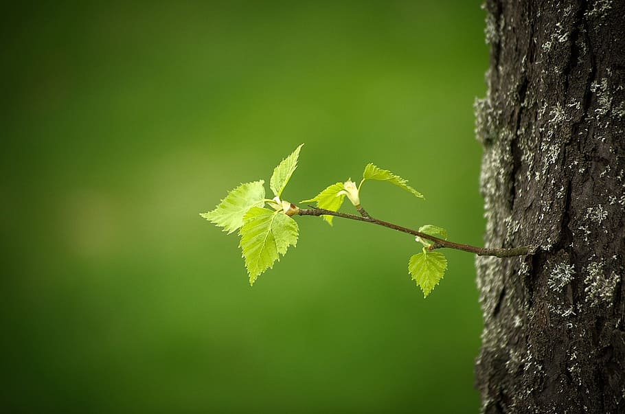 close up photograph of green leaf, spring, leaves, first leaves HD wallpaper