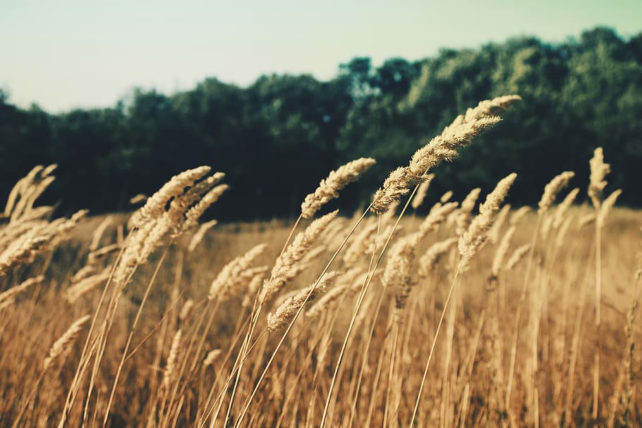selective focus photography of wheat grass during daytime, wheat field near trees HD wallpaper
