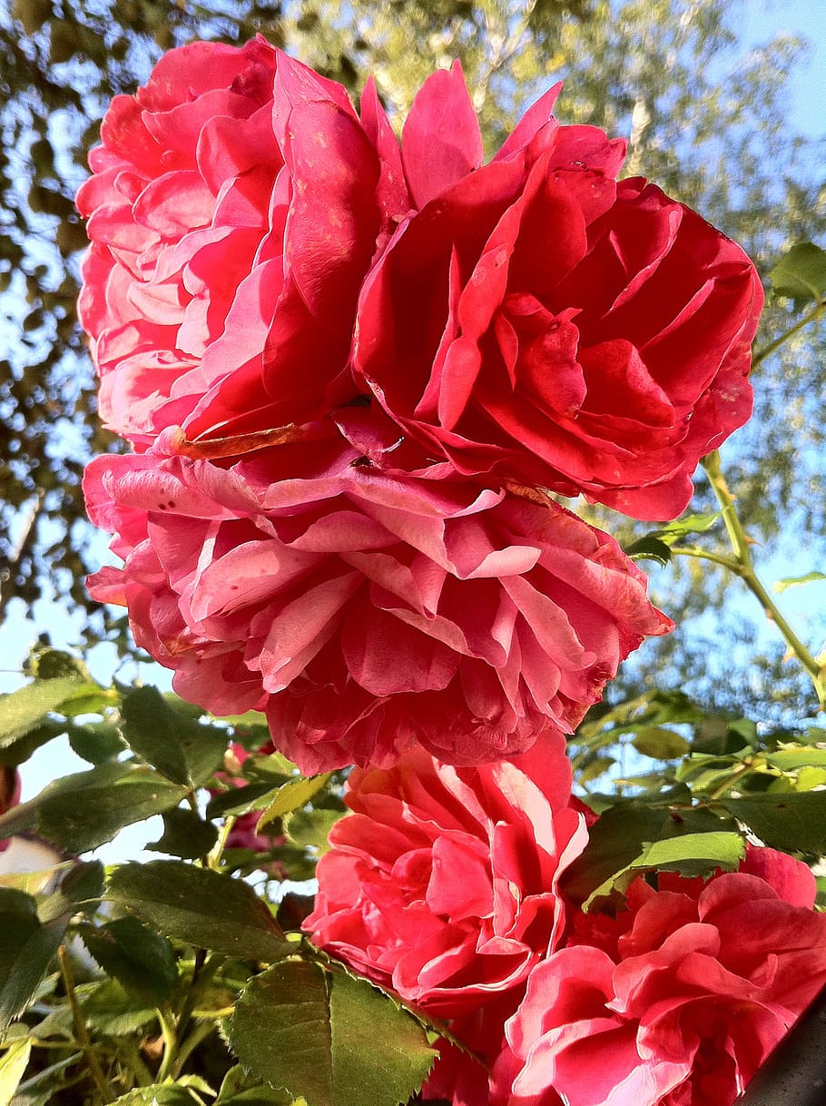 climbing rose, garden, plant, flowers, summer, fill, red, pink, HD wallpaper