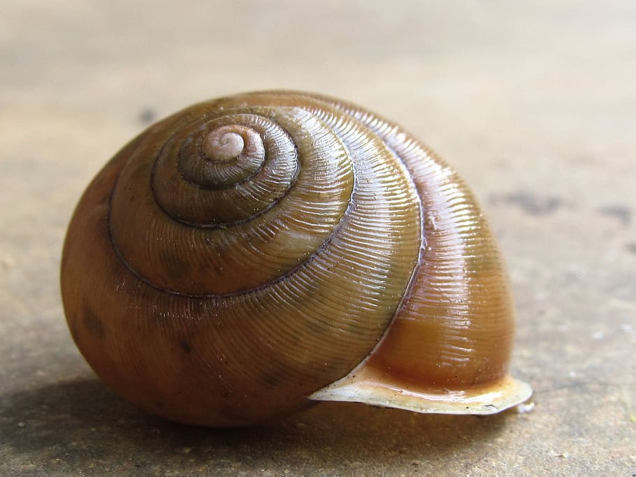 Snail, Shell, Empty, one animal, nature, animal themes, gastropod HD wallpaper