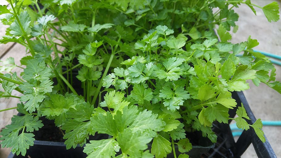 green pasrley, Cilantro, Leafy, Organic, Herb, fresh, healthy