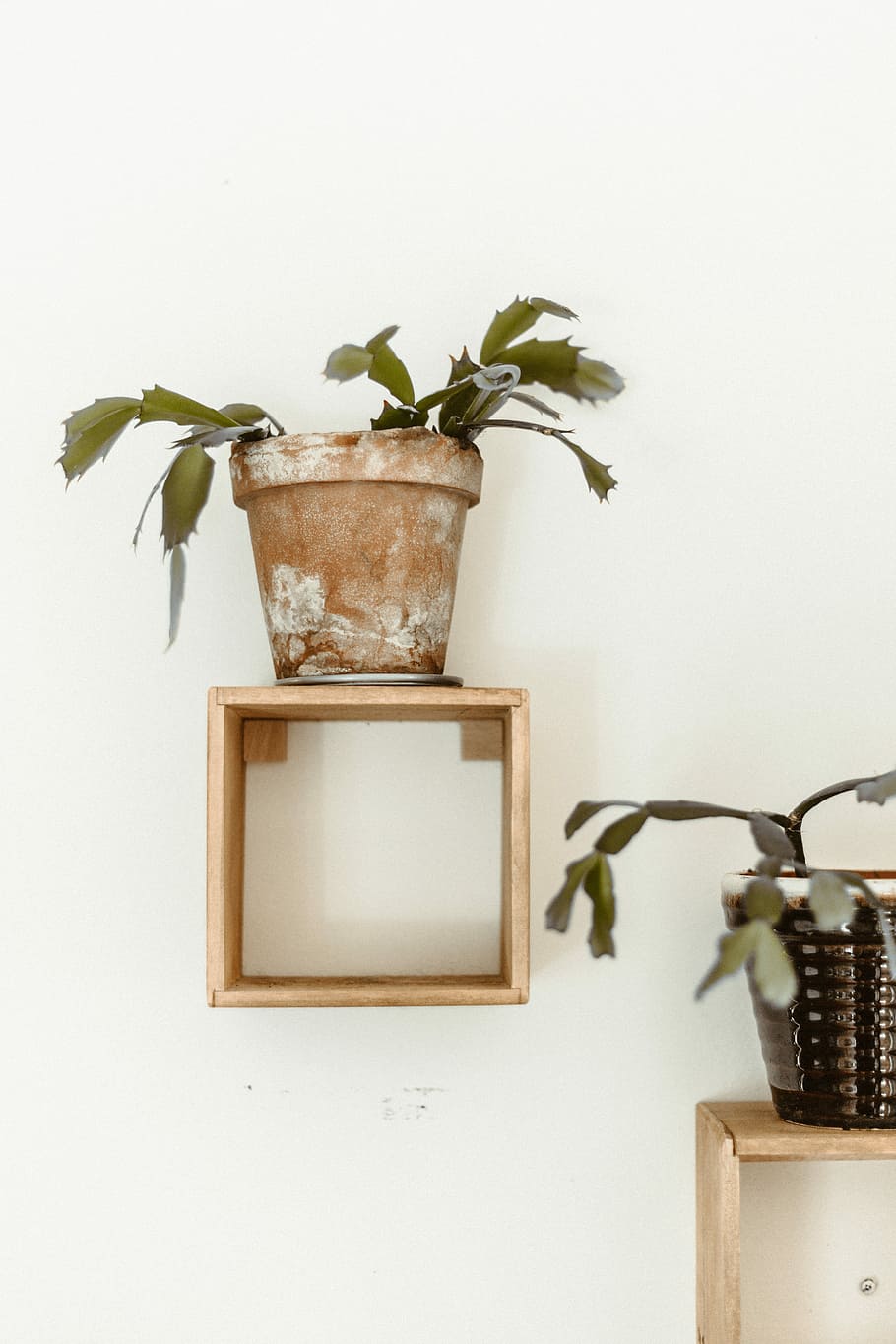 brown potted green leafed plant, green potted plant on top of brown wooden wall rack