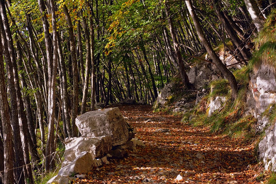 excursion, forest, autumn, trail, mountain, the european path HD wallpaper