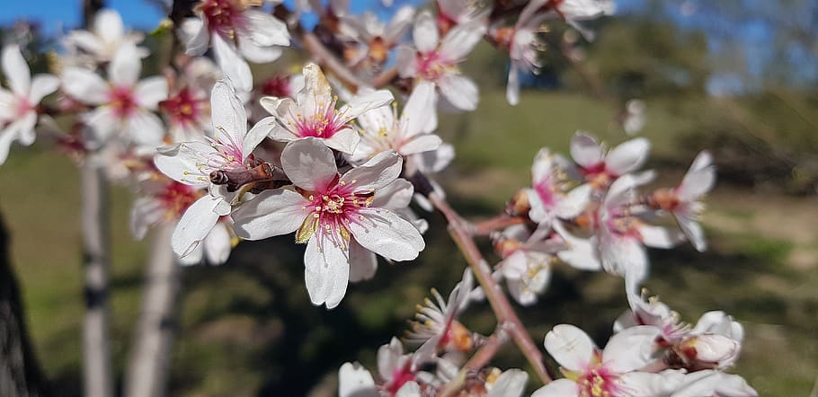 flower, nature, tree, botany, fruit, plant, flowering plant HD wallpaper