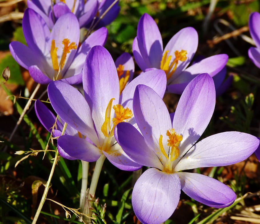 Crocuses, Flowers, Purple, Spring, garden, nature, petal, outdoors HD wallpaper