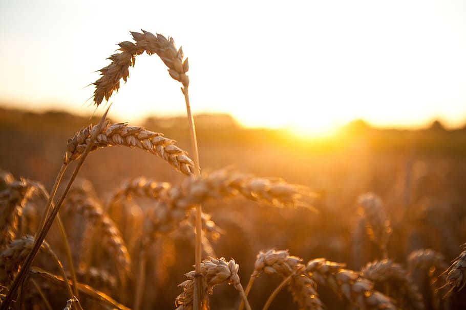 wheat, grass, grain, plant, cereal, sunset, sunrise, sunshine HD wallpaper