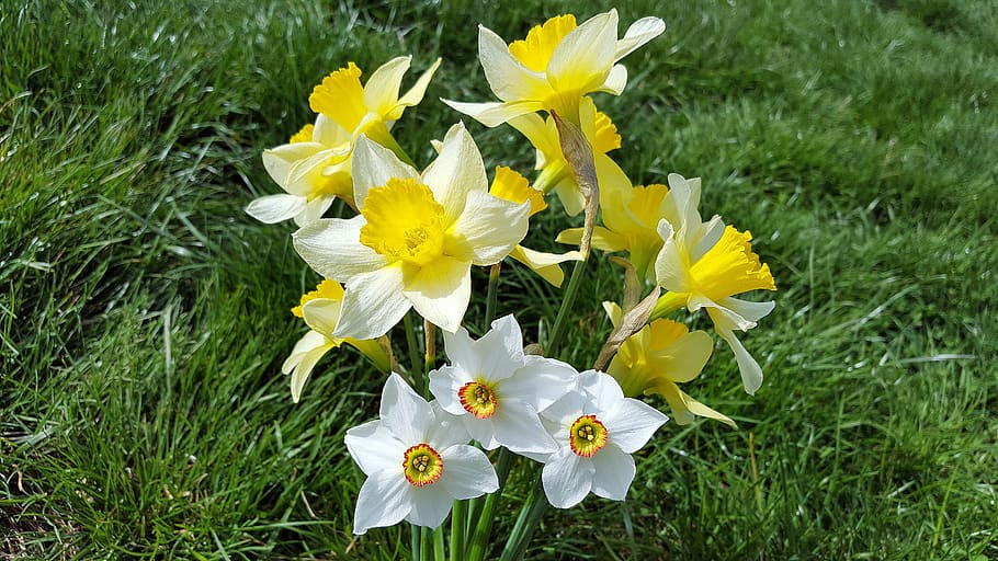 narcissus, daffodil, narcissus bouquet, narcissus flower, yellow daffodils, HD wallpaper