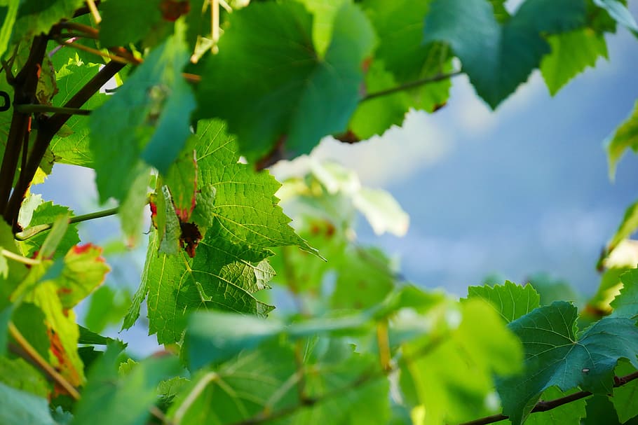 Bush, Leaf, Plant, green, growth, nature, green color, no people HD wallpaper