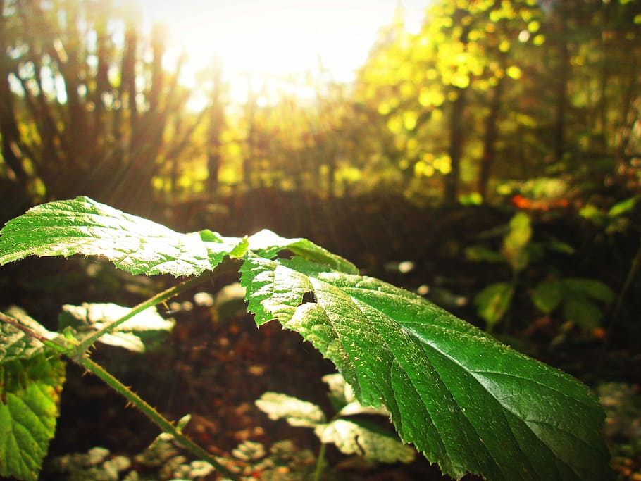 Sheet, Sun, Forest, Reflected, Rays, reflected rays, nature HD wallpaper