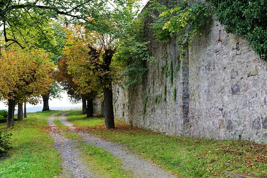 green tree near wall, chapel, hammelburg, monastery, saaleck, HD wallpaper