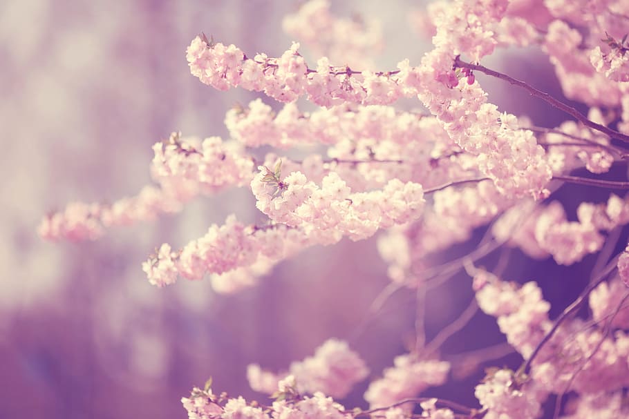 blossom tree, bloom, spring, bud, nature, plant, flowers, pink HD wallpaper