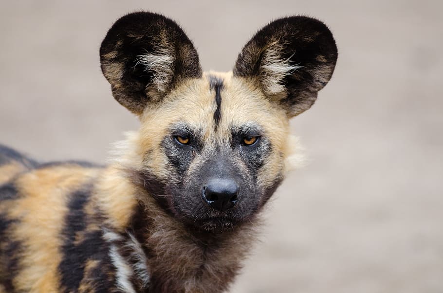 brown and black African wild dog, lycaon pictus, carnivorous mammal