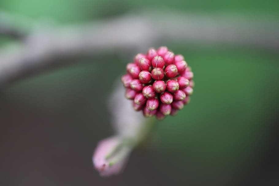 flower, red, spring, plant, nature, grow, outdoor, life, color HD wallpaper