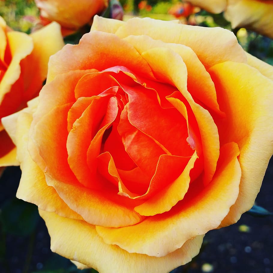 rose, orange, red, flower, blossom, bloom, orange roses, plant HD wallpaper
