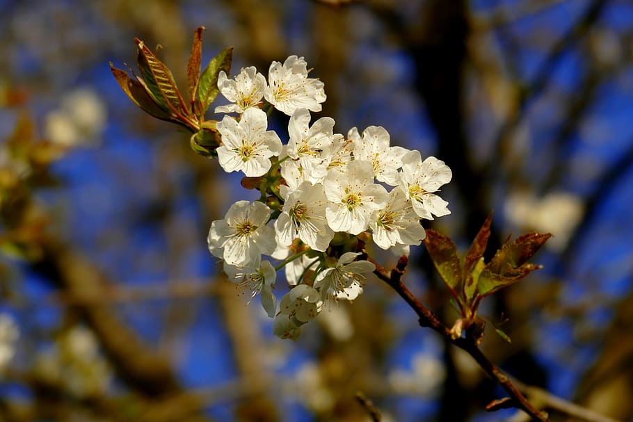 Flowers, Ornamental Cherry, Cherry, Tree, Tree, Spring, japanese cherry HD wallpaper