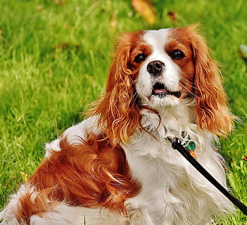 HD wallpaper: Cavalier King Charles spaniel eating on plate, dog ...