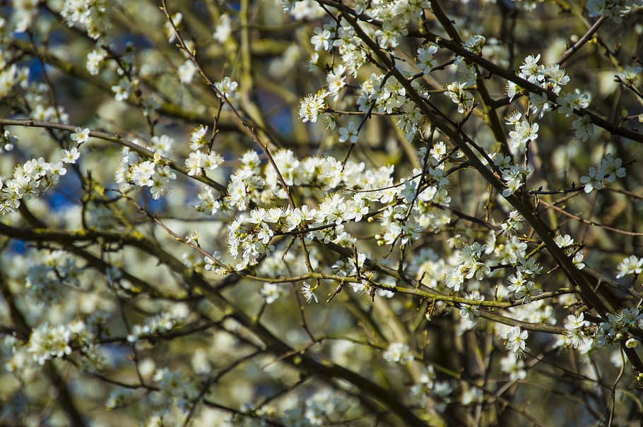 Flowers, Nature, Spring, Beauty, Closeup, plant, plants, tree HD wallpaper