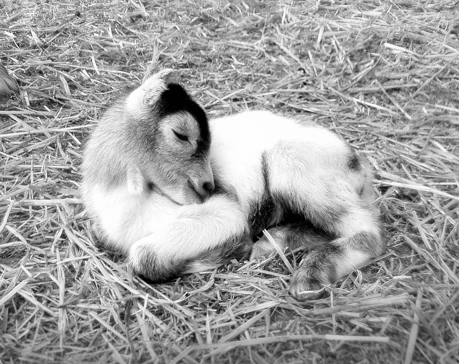 animals, goat, white, black, small goat, black and white, animal themes HD wallpaper