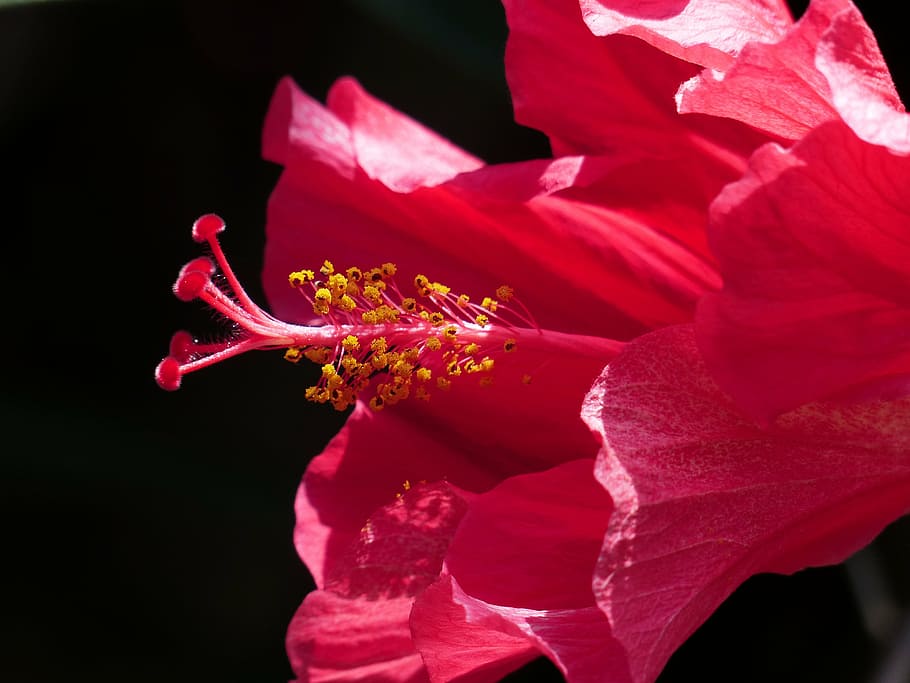 hibiscus flower, stamp, pollen, blossom, bloom, petals, mallow, HD wallpaper