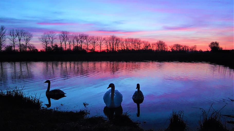 waters, lake, dawn, sunset, nature, sky, tree, reflection, vertebrate HD wallpaper