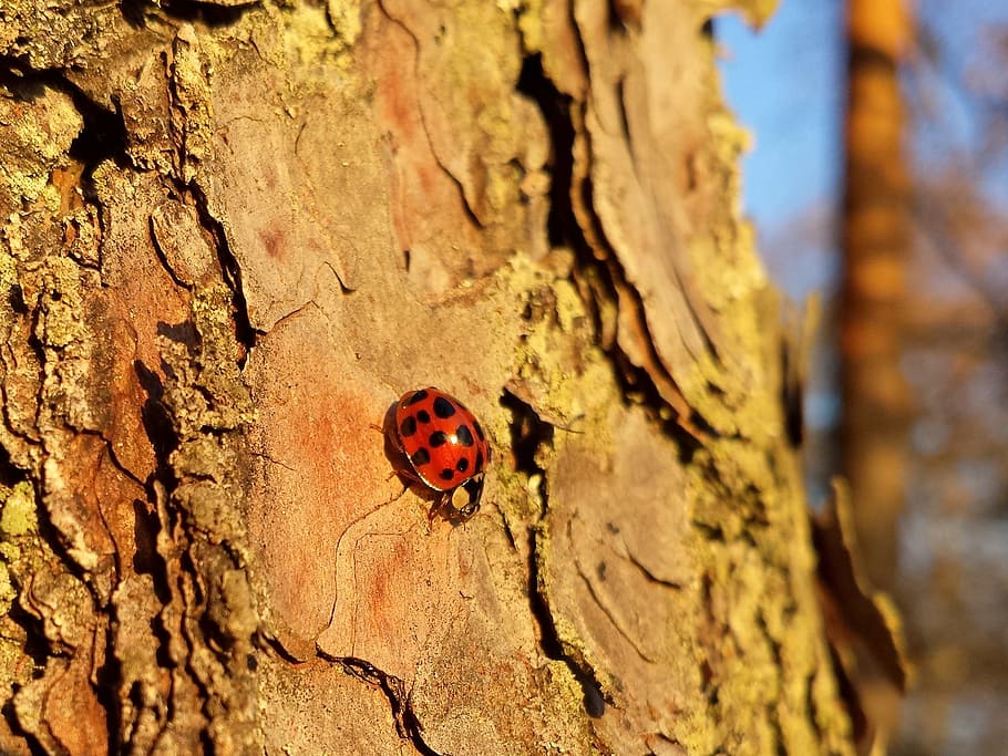ladybug, lady beetle, ladybird, forest, tree, branch, bark HD wallpaper