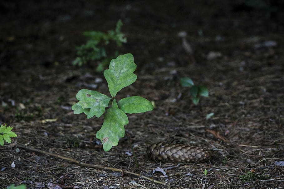 oak, lands, pine cone, forest, nature, forest path, plant, forests HD wallpaper