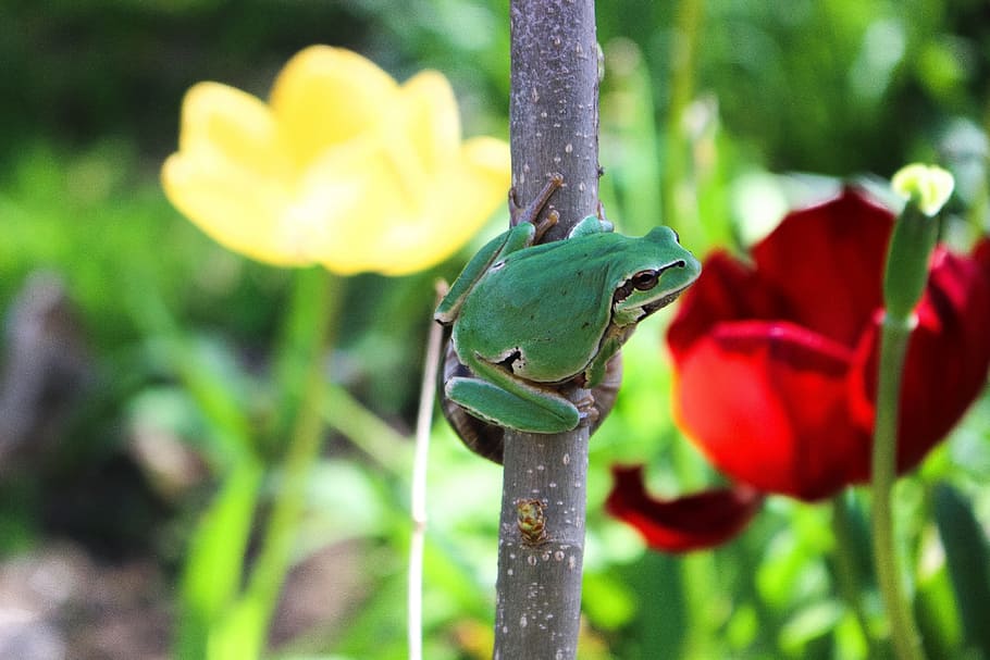frog, spring, tulip, plant, flowering plant, freshness, growth HD wallpaper