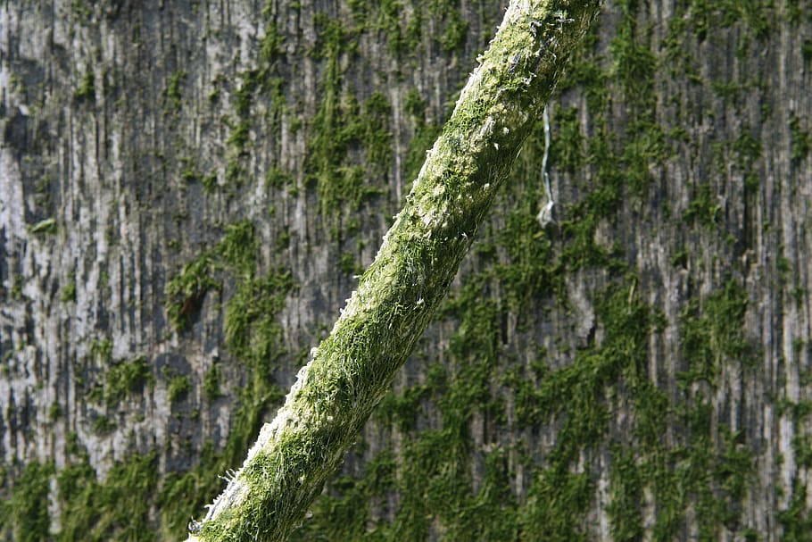 Algae, Aquatic, Background, Boat, Copy, cord, dock, green, line HD wallpaper