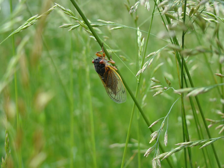 magicicada, periodical cicada, 17 year, seventeen year, grass, HD wallpaper