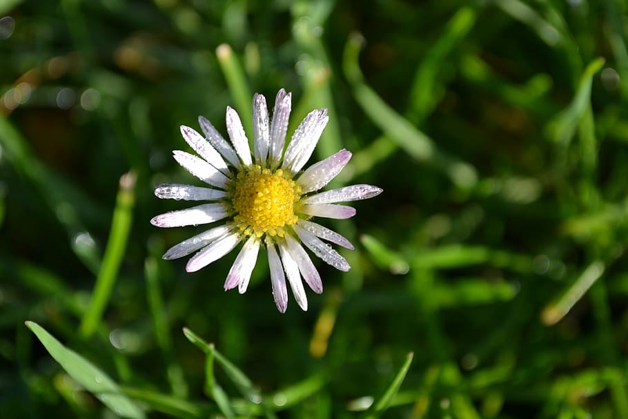 daisy, flowers, white, grass, autumn, nature, white flowers HD wallpaper